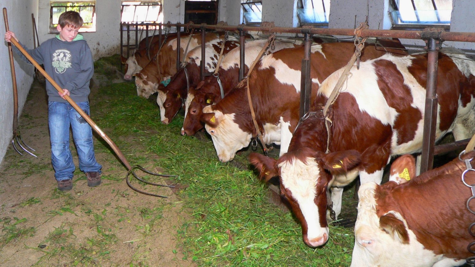 Bauernhofurlaub im Bayerwald im Landkreis Regen Tiere am Bauernhof